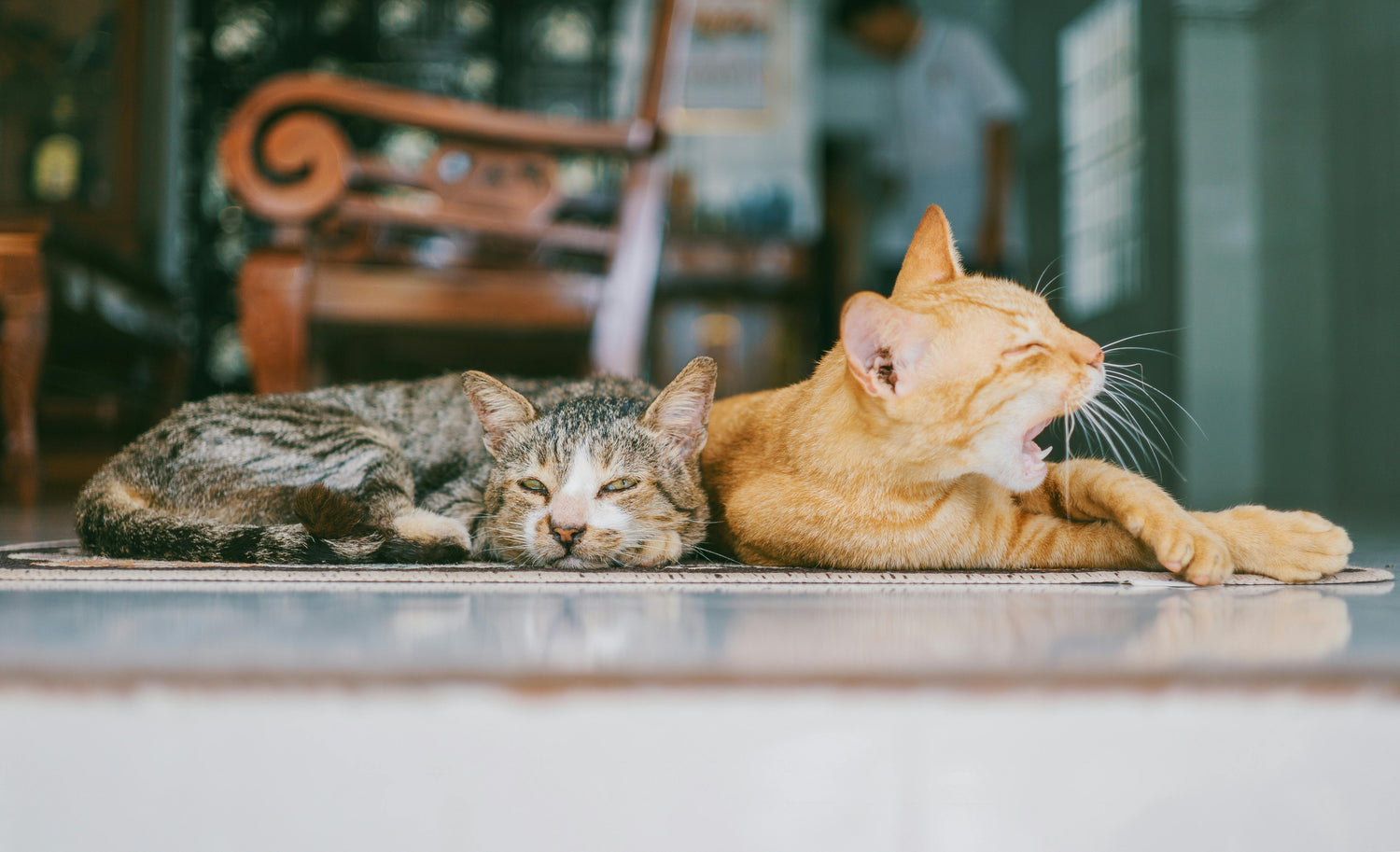 Cats Acessories