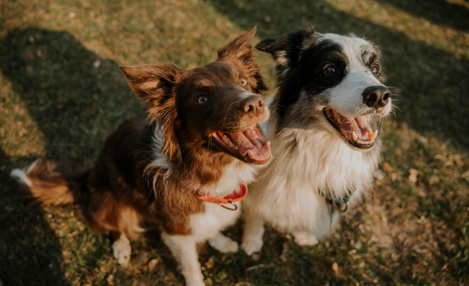 Dogs Acessories